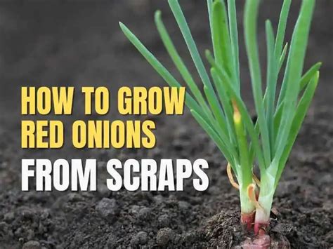 How To Grow Red Onions From Scraps - Home Soils