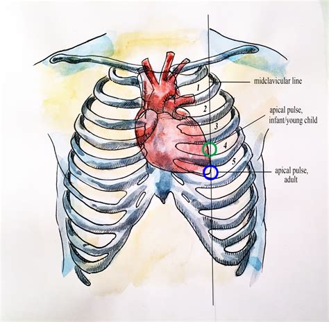 Apical Pulse – Vital Sign Measurement Across the Lifespan – 2nd ...