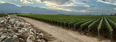 European Malbec Back from the Brink | Wine-Searcher News & Features