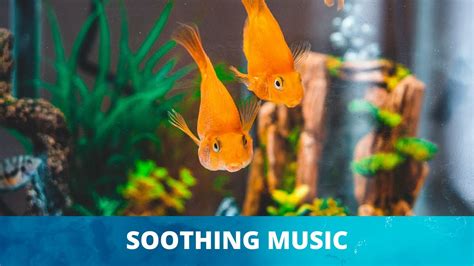 SOOTHING RELAXING MUSIC - Aquarium - YouTube