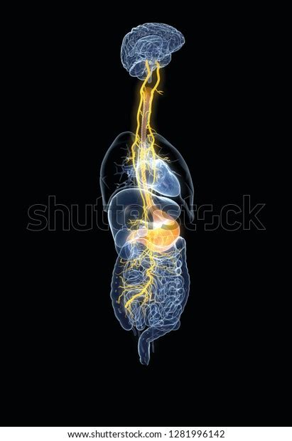 Vagus Nerve Painful Stomach Digestive System Stock Illustration 1281996142