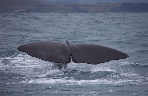 Man finds (valuable) whale vomit on English beach