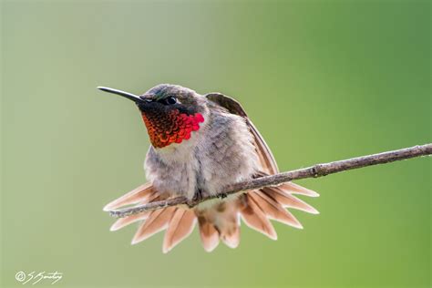 Marvel at the resplendent beauty of the Ruby-throated Hummingbird, eastern North America’s only ...