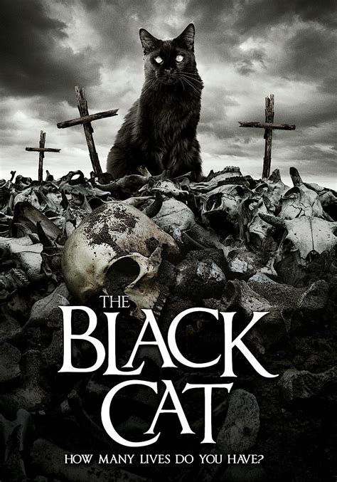 THE BLACK CAT DVD (WILD EYE RELEASING) | Cat movie, Black cat, Cats