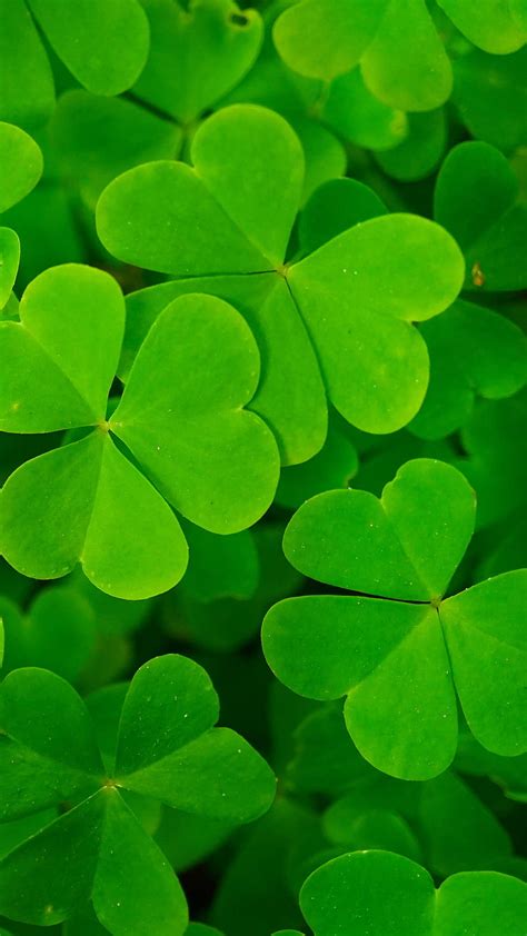 Lucky Clover, green, ireland, irish, leaf, leaves, nature, shamrock, stpatrick, HD phone ...