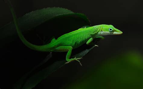 Green Anole Wallpaper 2560x1600 82116 - Baltana