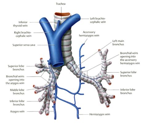 Bronchial veins - Definition, Function and Pictures | Bronchial, Lung cleanse, Medical studies