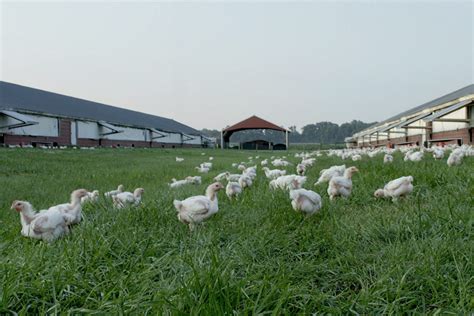 Perdue achieves ‘free-range’ goals | 2020-02-19 | MEAT+POULTRY