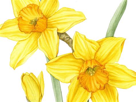 DRAWING DAFFODILS | JULIA TRICKEY botanical art tutorials