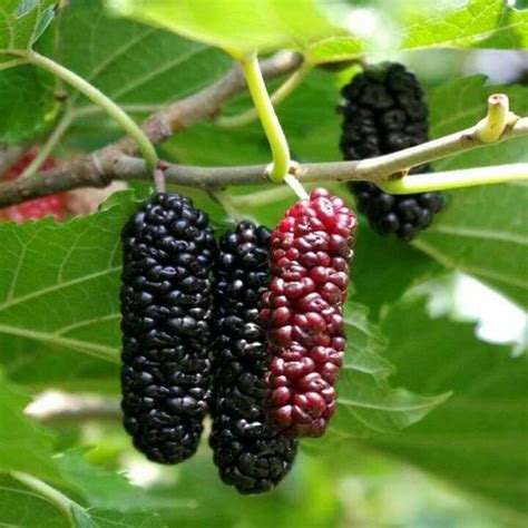 Zarzamoras 😃😃😃😃 | Mulberry tree, Edible garden, Blackberry tree