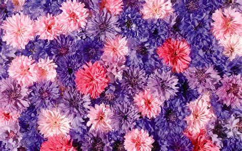 Pink and purple Chrysanthemums wallpaper - Flower wallpapers - #54007