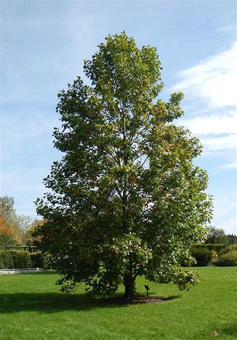 Tulip Tree/Tulip Poplar - Plant It Wild! | Native Michigan Plants