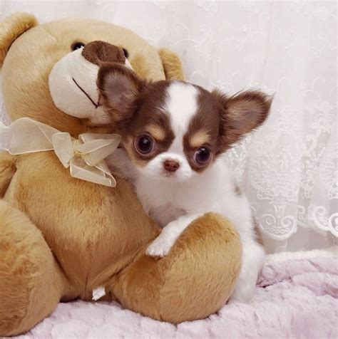 55+ Teacup Chihuahua Long Hair For Sale Pic - Bleumoonproductions