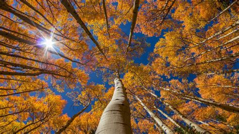 How To Grow And Care For An Aspen Tree