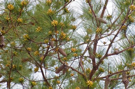 Pine Cones – Why So Few | Walter Reeves: The Georgia Gardener