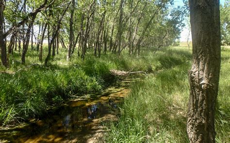 Box Elder Creek - permanently protected! - Colorado Open Lands