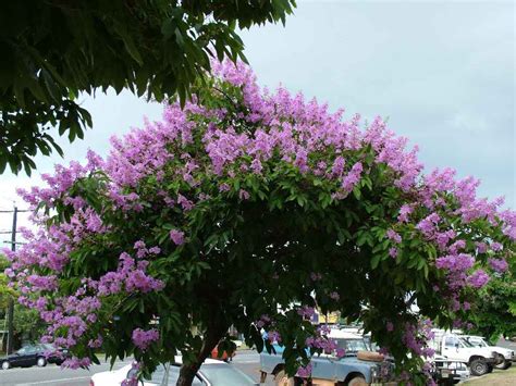 LAGERSTROEMIA SPECIOSA (PRIDE OF INDIA) | ubicaciondepersonas.cdmx.gob.mx