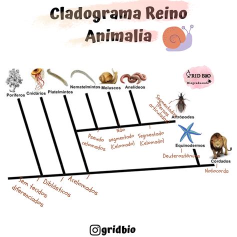 Mapa Mental Do Reino Animal - SOLOLEARN