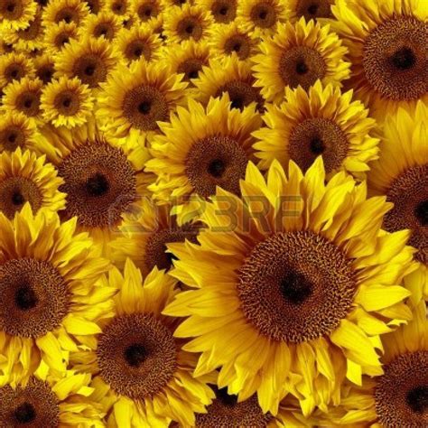 Vintage Sunflower Wallpapers - Top Free Vintage Sunflower Backgrounds ...