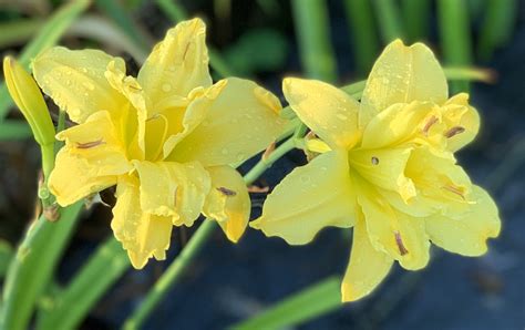 Double Decker Daylily