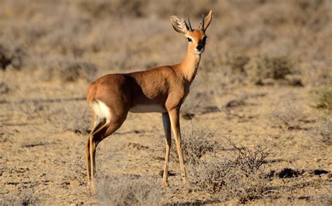 How to Identify Steenbok