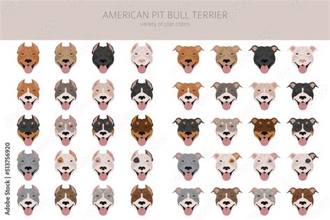 American pit bull terrier dogs clipart. Color varieties, infographic ...