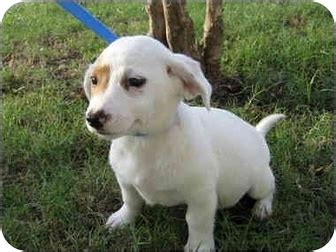 Jingle | Adopted Puppy | 07-1706W | Brenham, TX | Dachshund/Rat Terrier Mix