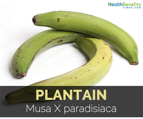 Plantains Facts, Health Benefits and Nutritional Value