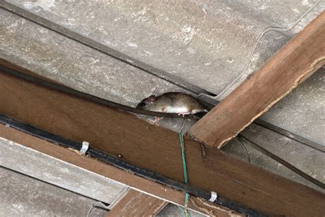 Roof Rats and Mice: Why Your Rodent Roof Traps Aren’t Working - Yale ...