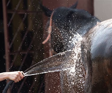 Equine Anhidrosis: Causes, Signs & Caring Tips | Tribute® – Tribute Equine Nutrition