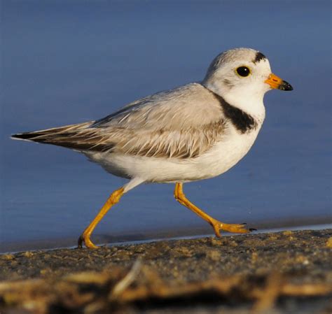 Nesting Piping Plovers | Audubon Pennsylvania