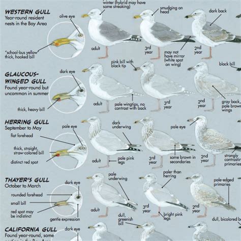 Gull Identification Guide - John Muir Laws