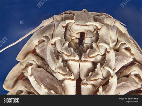 Giant Isopod Image & Photo (Free Trial) | Bigstock