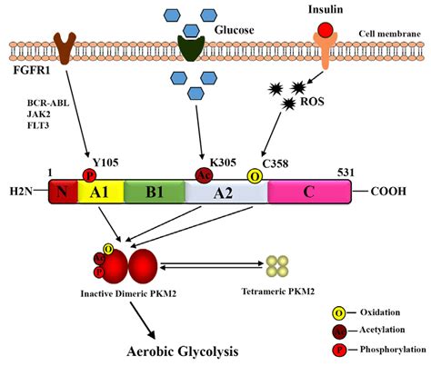 8: Illustration of glycolytic regulation of pyruvate kinase M2... | Download Scientific Diagram