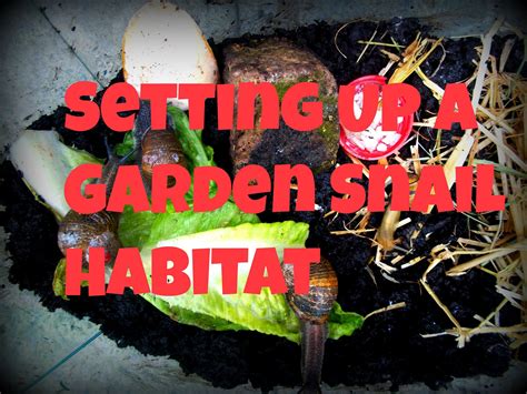 Setting Up A Garden Snail Habitat! | RosieBunneh | Snails in garden, Habitats, Snail