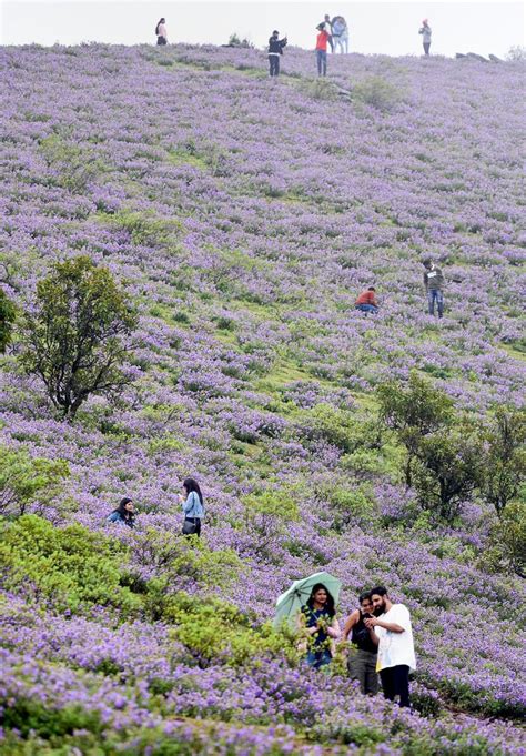 In pics: Neelakurinji flowers that bloom once in every 12 years | Mint ...