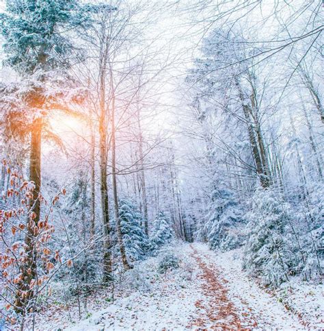 winter landscape trees in frost 6939682 Stock Photo at Vecteezy