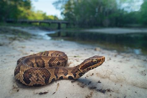 Oklahoma Venomous snakes