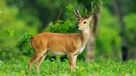 Deer Animal Facts and, Buck HD wallpaper | Pxfuel