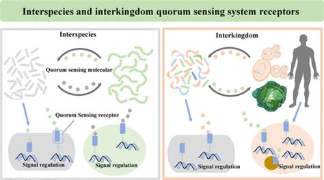 Structure and Signal Regulation Mechanism of Interspecies and Interkingdom Quorum Sensing System ...