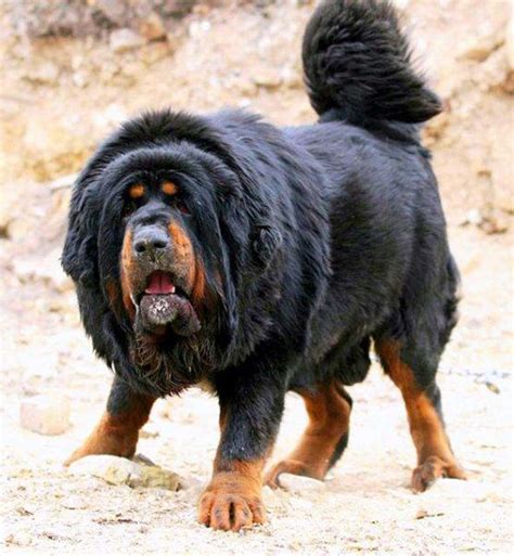 tasaweer: Tibetan Mastiff