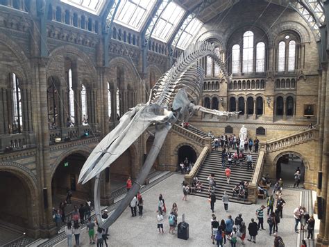 Blue Whale skeleton hanging in the National History Museum : pics