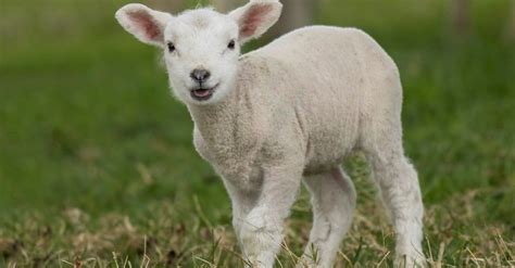 What Do Lambs Eat? Their Diet Explained - A-Z Animals