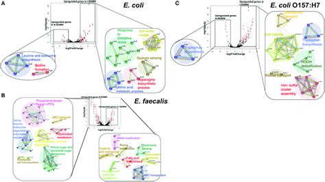 Frontiers | Transcriptome Changes of Escherichia coli, Enterococcus faecalis, and Escherichia ...