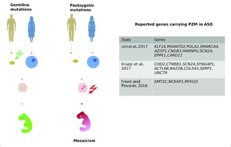 | Post-zygotic mutation (PZMs) are acquired after the zygote forms, as... | Download Scientific ...