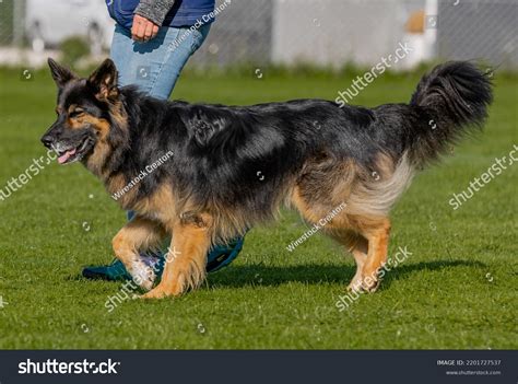 How Big Is A German Shepherd And Border Collie