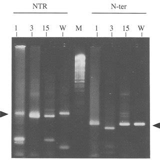 Oligonucleotide primer sequences | Download Table