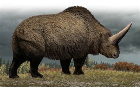 Elasmoterium (Elasmotherium) - prehistoryczny nosorożec | DinoAnimals.pl