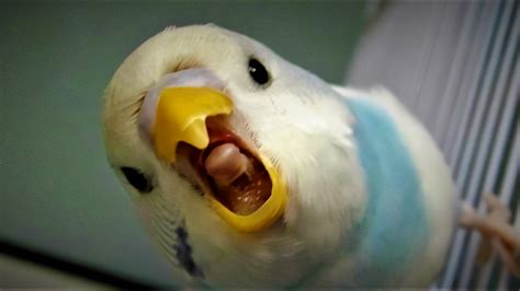 Anger Budgie Blank Template - Imgflip