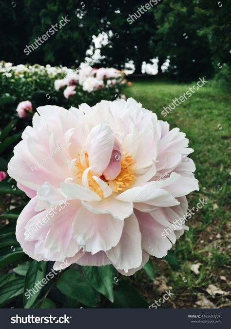 Beautiful Blossom Golly Peony Flower Blooming Stock Photo 1185603307 | Shutterstock